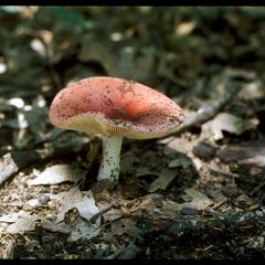 View of a Russula mushroom fruiting body on a forest floor