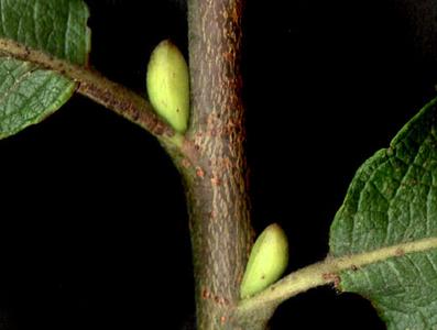 Single bud scale of Salix bebbiana