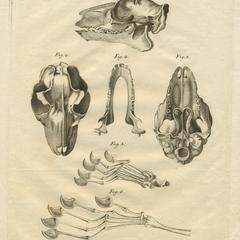 Colugo Anatomy and Histology Print