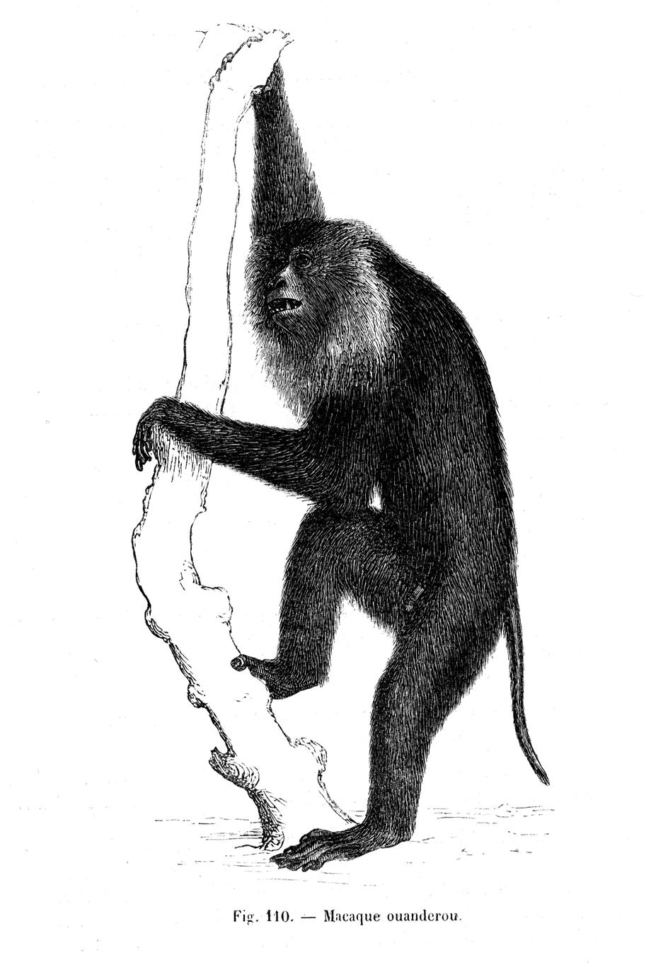 Macaque ouanderou
