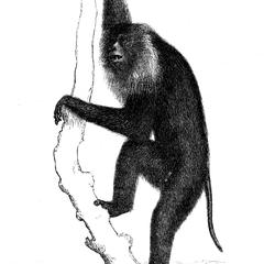 Macaque ouanderou