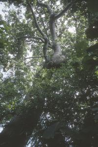 Ceiba pentandra tree, east of Rancho Apacunca