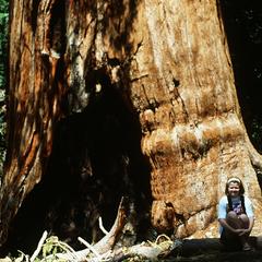 Fire scarred trunk of a giant redwood