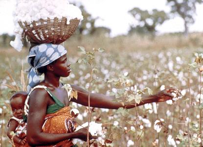 Woman Picking Cotton
