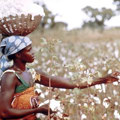 Woman Picking Cotton
