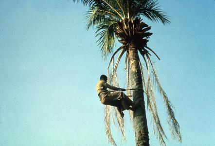 Man Climbing Palm Tree with Aid of Rope Made From Palm