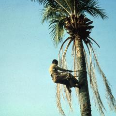 Man Climbing Palm Tree with Aid of Rope Made From Palm