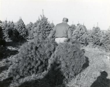 Christmas tree operation