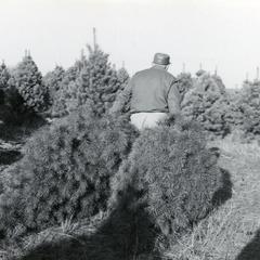 Christmas tree operation