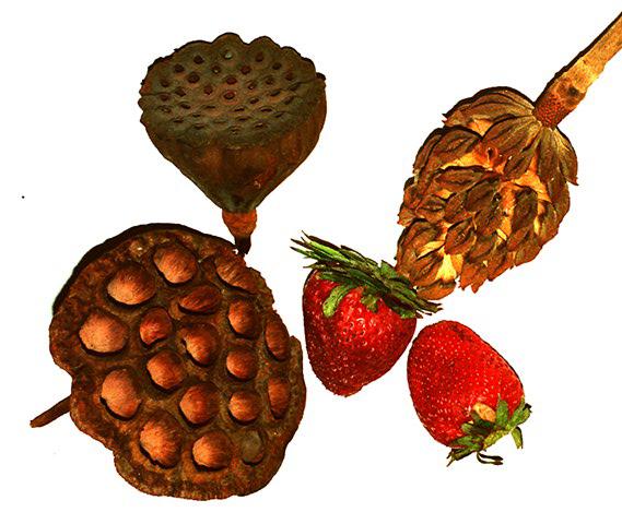 fruit-types