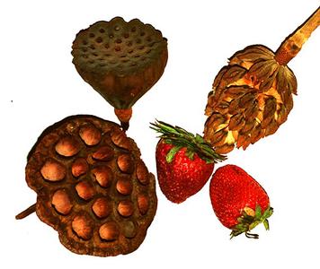 Aggregate fruits of strawberry, water lotus and Magnolia