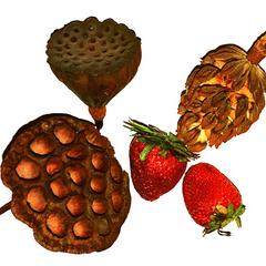 Aggregate fruits of strawberry, water lotus and Magnolia