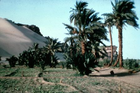 Desert and Agricultural Land Meeting in an Area in Northern Sudan