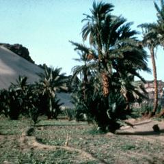 Desert and Agricultural Land Meeting in an Area in Northern Sudan