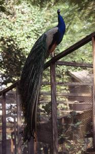Peacock at Ibadan Zoo