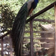 Peacock at Ibadan Zoo
