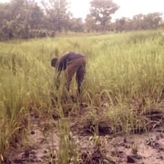 Farmer Tending His Rice Crop