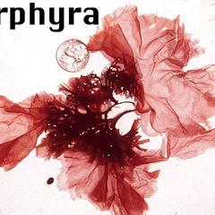 Porphyra, a red alga