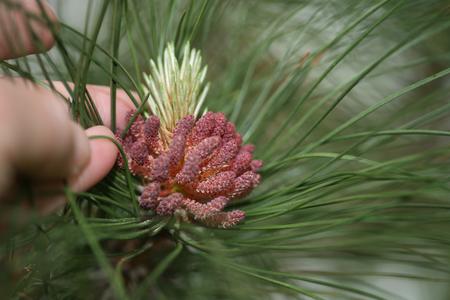 Red pine with bough with elongating microsporangiate strobil