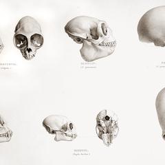 New World Monkey Skulls Print