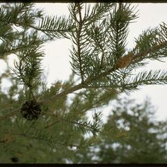 Jack pine branch with cones