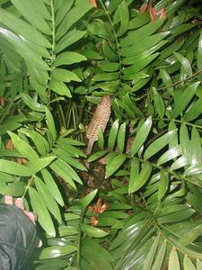 Zamia sp - plant with ovulate cone