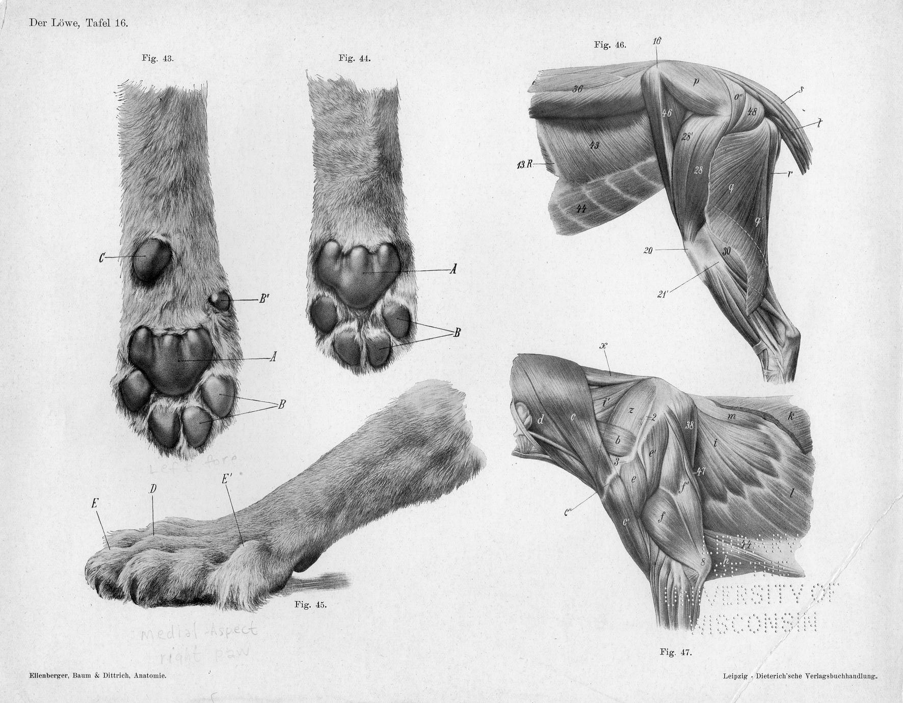 real tiger paw anatomy