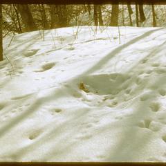 Deer bed in snow, Ridgeland