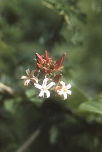 Flowers of an Asclepiad vine, southeast end Lago Chapala