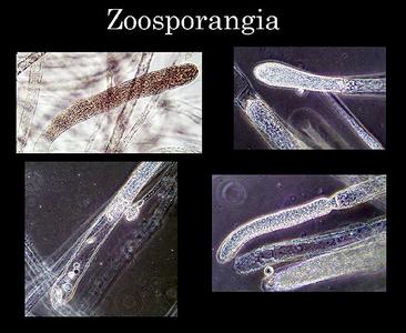 Saprolegnia - composite of different zoosporangia