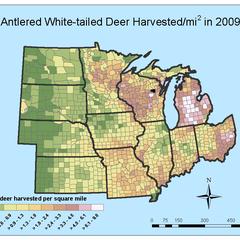 Antlered white-tailed deer harvested/mi² in 2009