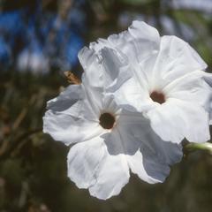 Flowers of an Ipomoea vine, north of Ipala