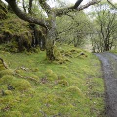 Isle of Mull, mossy road near Loch Buie