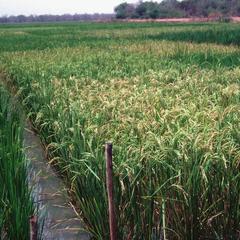 Rice Trial Plots in the Jahally/Pacharr Project