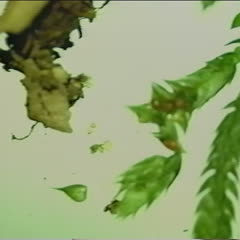 Movie of dissection of a strobilus of Selaginella