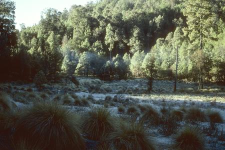 Muhlenbergia macroura tussocks with frost