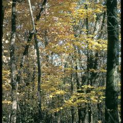 Gallistel Woods - fall colors