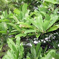 Vegetative bough of Magnolia stellata