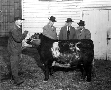 Four men and a cow