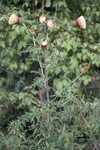 A thistle, Cirsium pinetorum, Las Joyas Biological Station