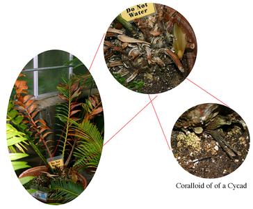 Composite of corraloid roots of a cycad