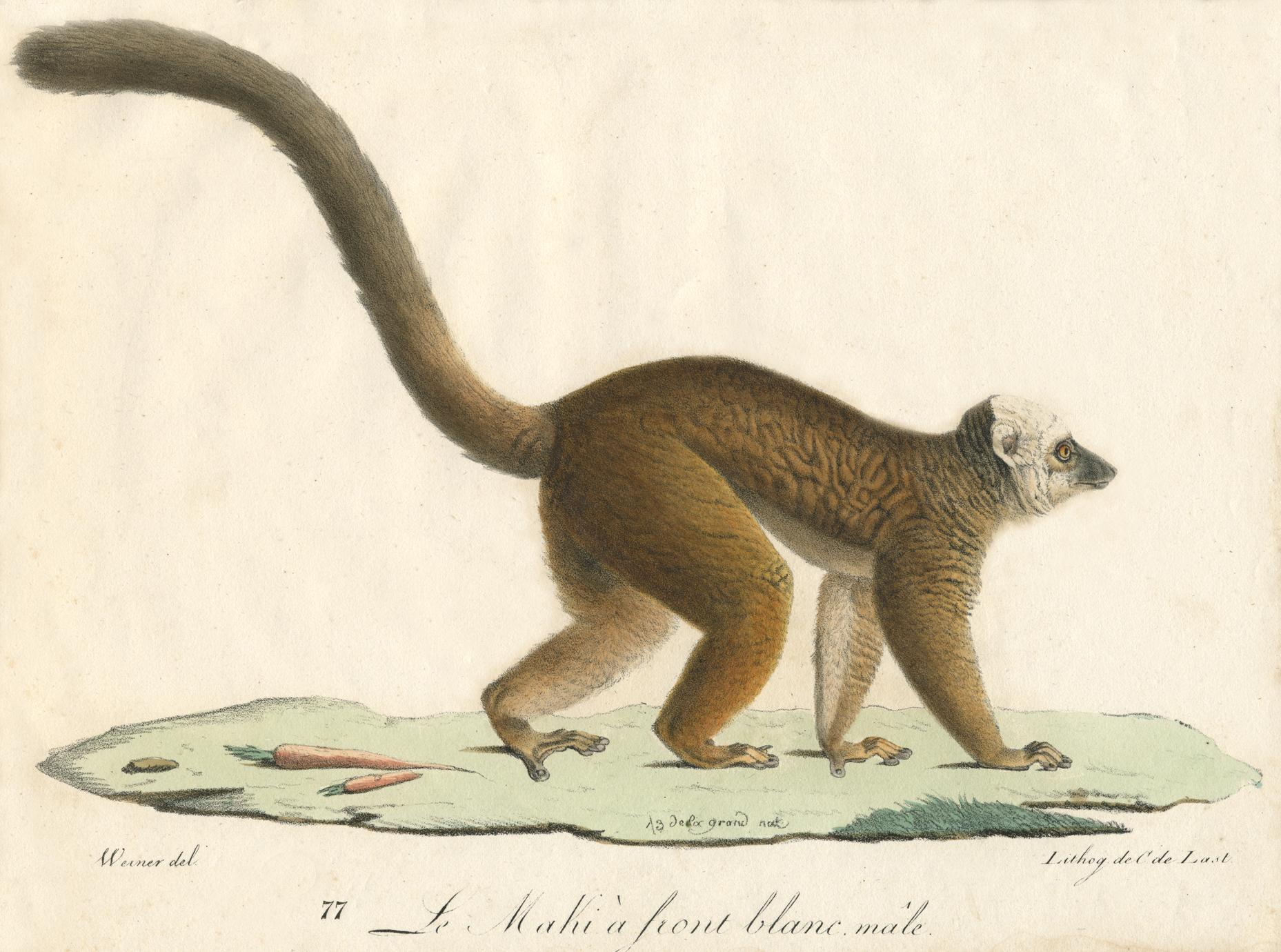 Walking White-Headed Lemur Print