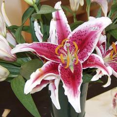 Labelled lily  flower