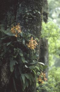 Odontoglossum orchid, top of Sierra de Manantlán