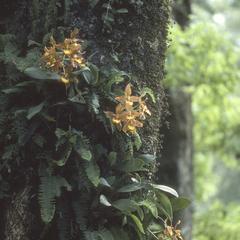 Odontoglossum orchid, top of Sierra de Manantlán