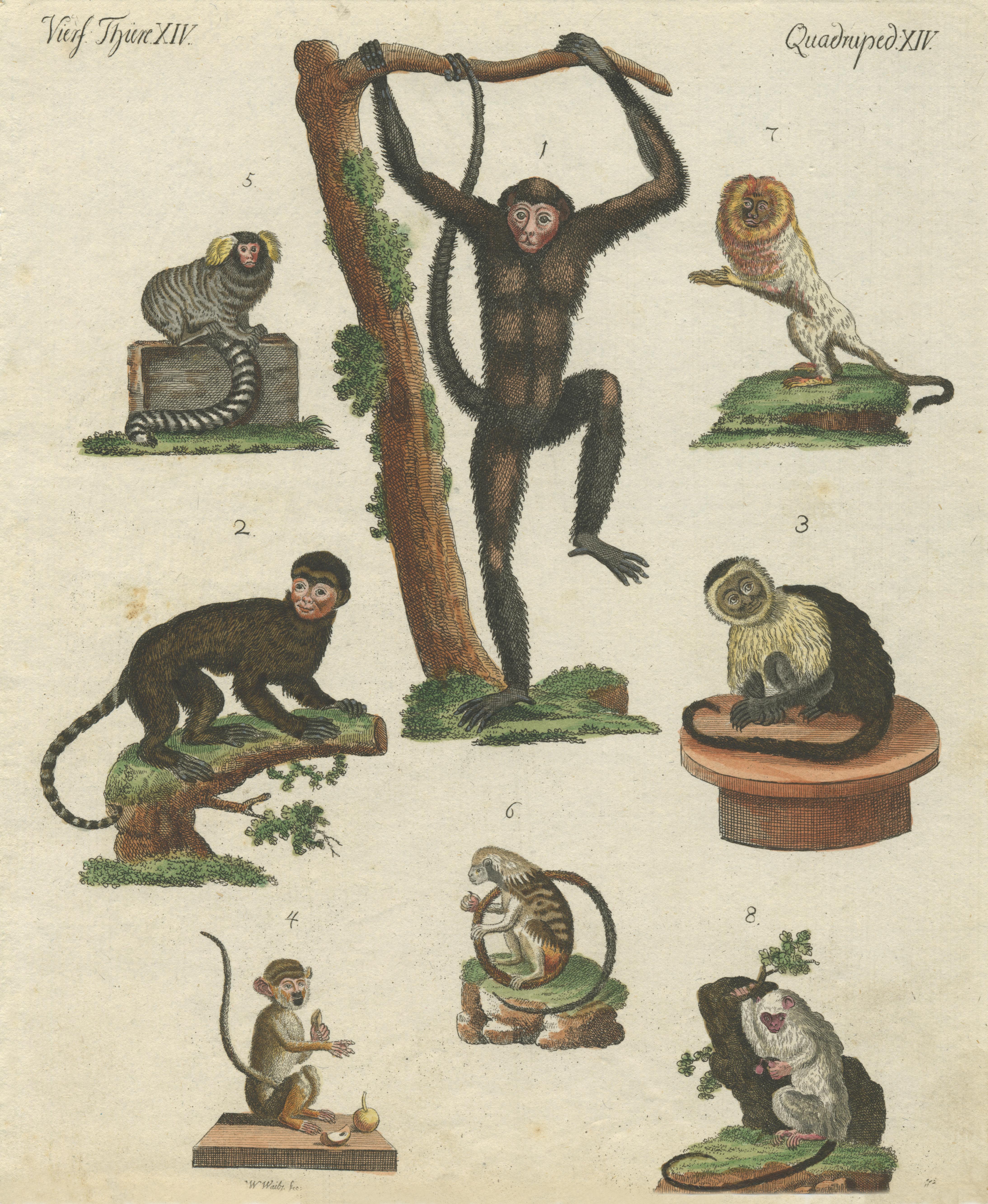 May'n ライブパンフレット8冊 New World Monkeys Print - UWDC - UW-Madison Libraries