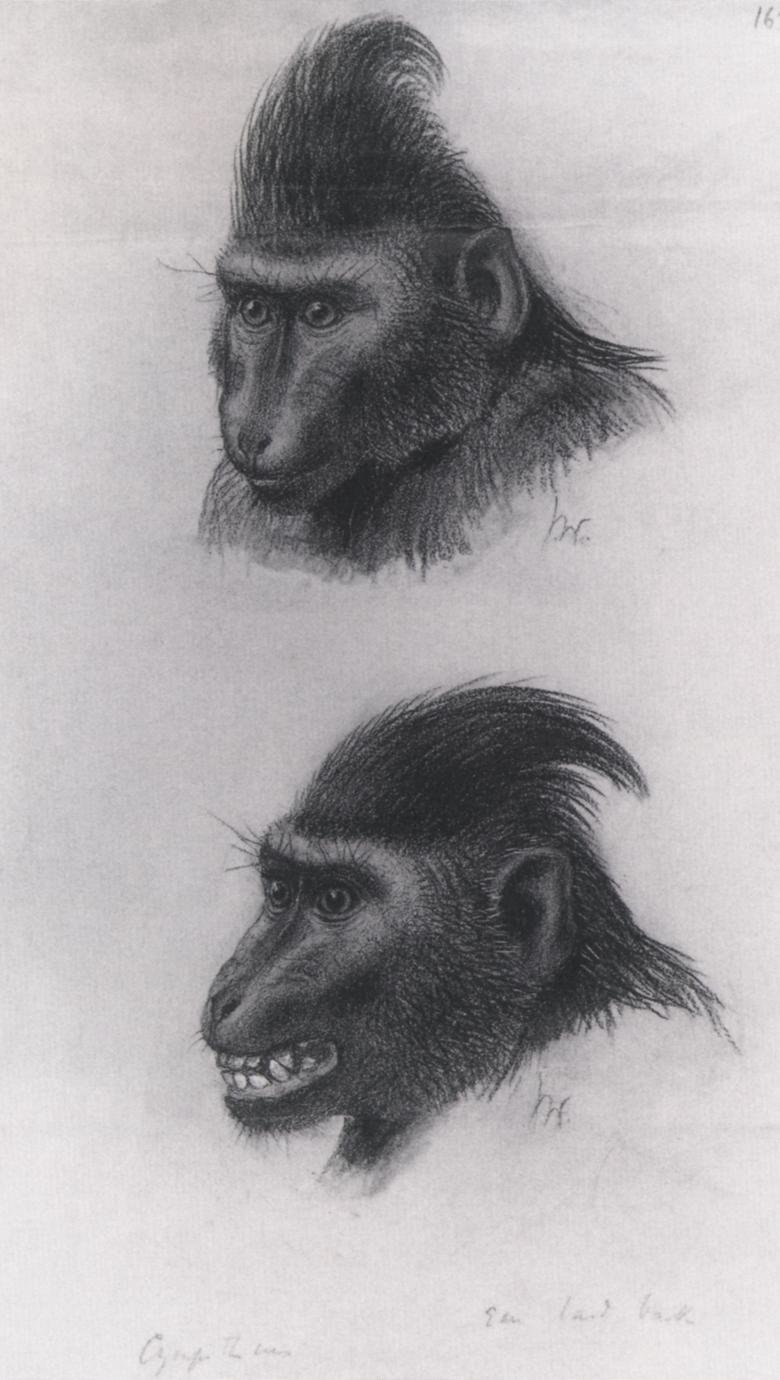 Celebes black crested macaque journal