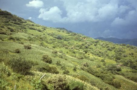 Cornfields in tropical decidous Bursera-legume forests