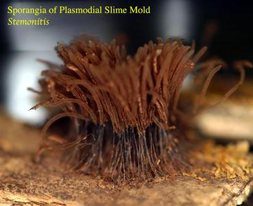 Plasmodial slime molds - sporangia of Stemonitis