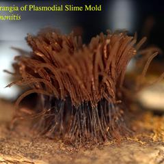 Plasmodial slime molds - sporangia of Stemonitis